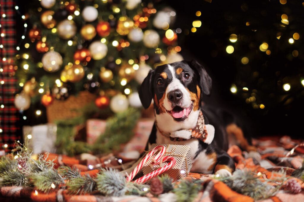 How to have a great Christmas with your dog
