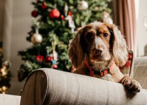 6-ways-to-prepare-your-pet-for-holiday-company
