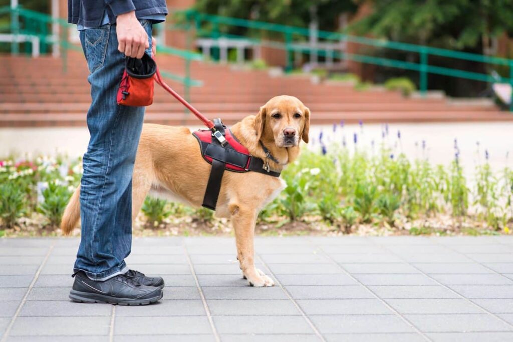dognap pass your dog off as a service dog