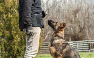 The Four D's of Dog Training