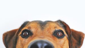 2022 Best Dog Stories