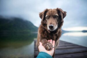 professional dog training worth the money