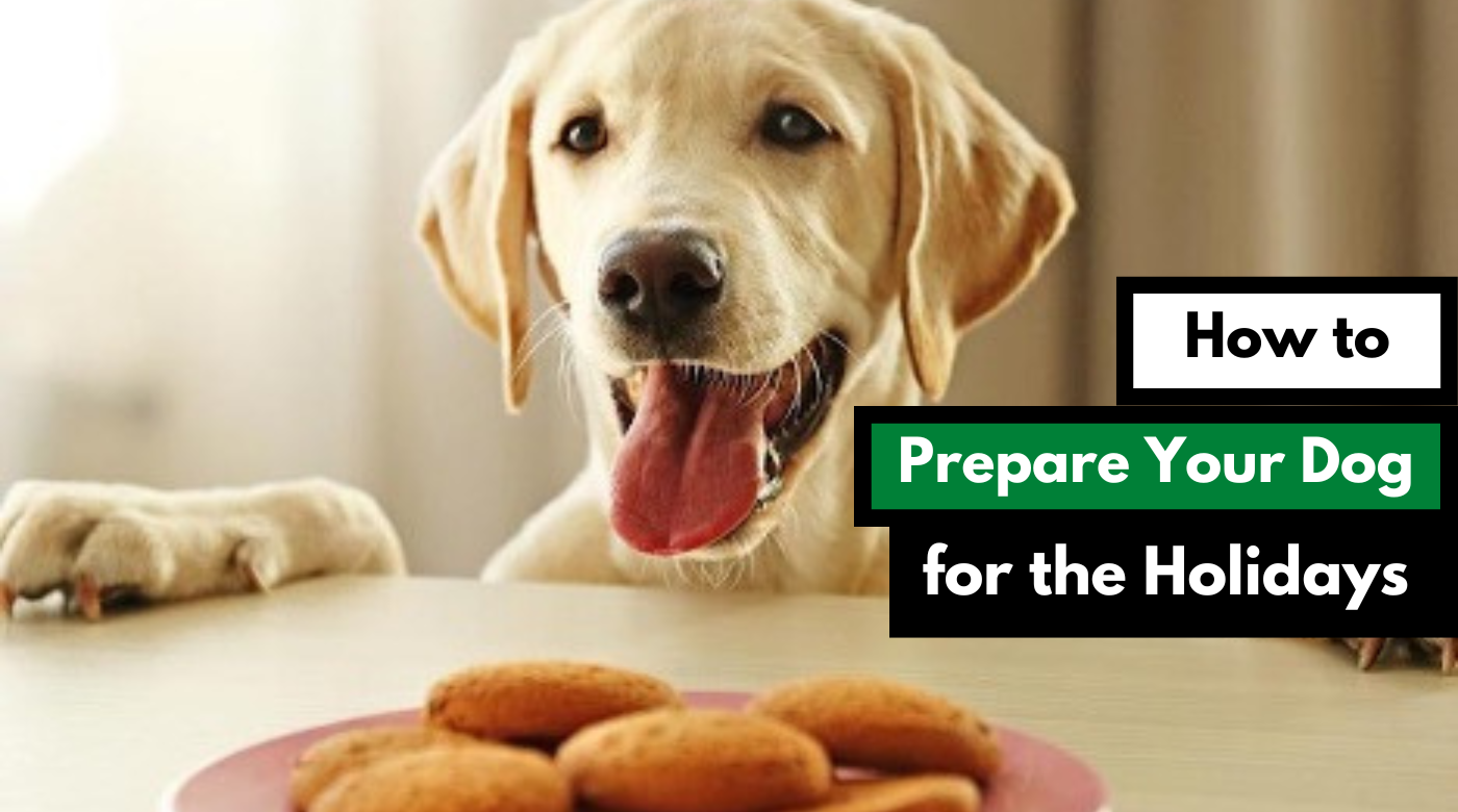How to Prepare Your Dog for the Holidays Alaska Dog Works
