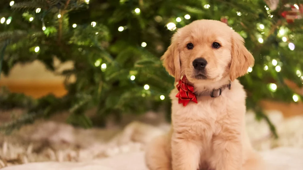 Christmas puppy