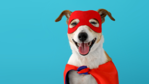 10 superpowers all dogs have blog post