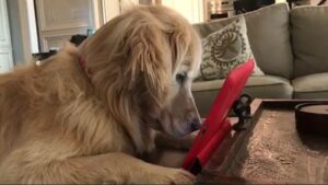 Common Google Searches About Dogs