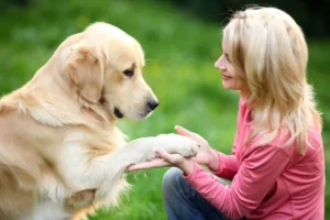 Woman-training-her-dog_dmqip2.jpeg