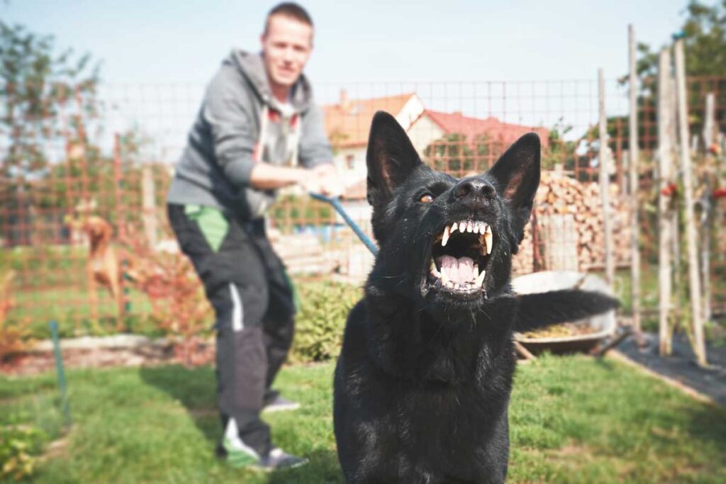 dog-training-aggression-1