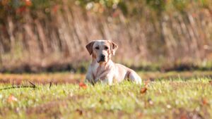 is a board and train right for my dog?