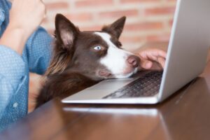 8 best dog breeds if you work from home