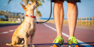 small tan dog sitting looking up at owner shutterstock 600