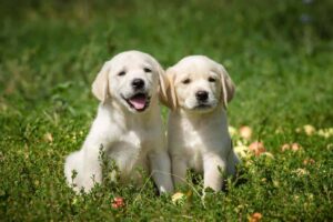two-dogs-same-litter-min