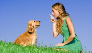 10 essential commands to teach your dog