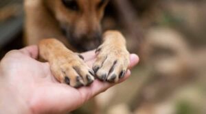 Dog-Wanting-Affection-From-Owner
