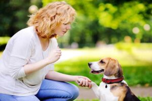 teaching your dog obedience commands