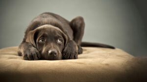 tips for helping an anxious dog