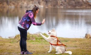 Different types of dog training