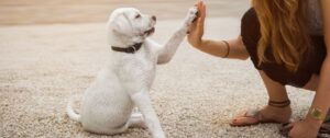 potty training a dog