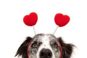 10 ways to spend valentines day with your dog