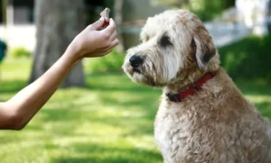 positive-reinforcement is key for dog training