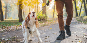 How to Handle Problem Behavior in Your Dog