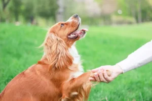 dog etiquette