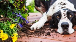 tips for a dog friendly garden