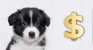 true cost of owning a dog