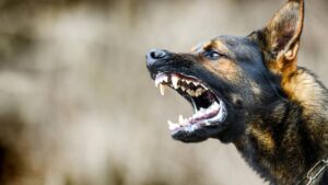 dog_bite_prevention