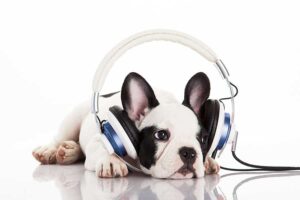 french-bulldog-headphones