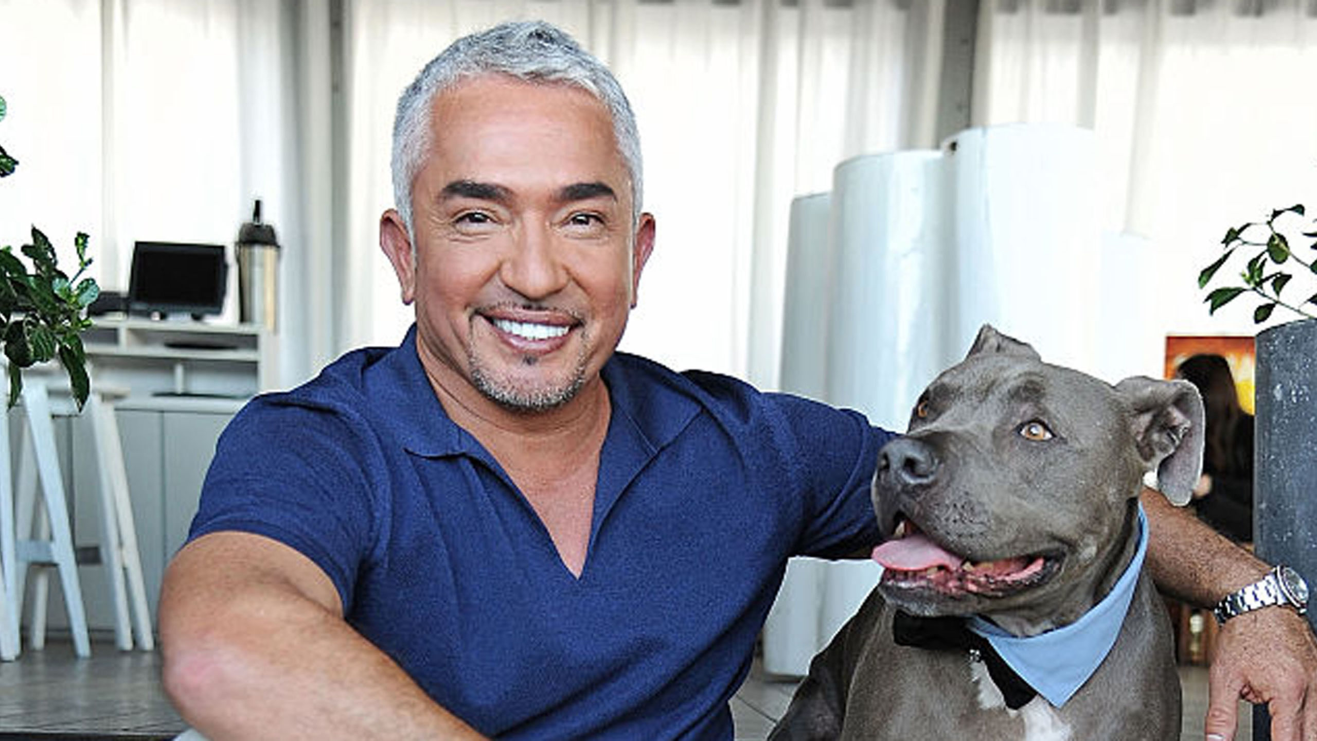 What Dog Training Methods Does Cesar Millan Use Alaska Dog Works