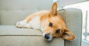signs your dog is sick