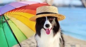 Summer-Activities-for-Dogs-900x500.jpg