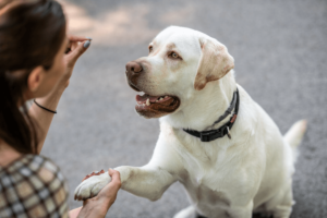 assets-blog-classical-conditioning-dogs-1662142907444-what is classical conditioning for dogs
