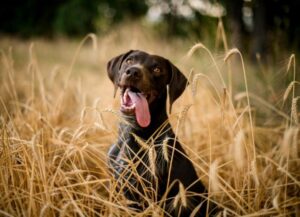 Foxtails-and-dogs