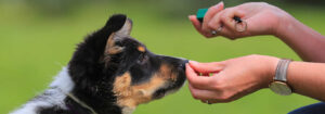 14 common puppy training questions