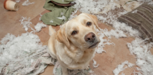 dog in trouble