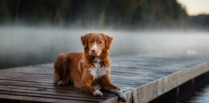 5 things to do with your dog outside
