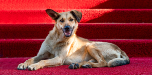 celebrity dog names