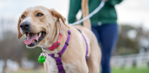 dog on leash