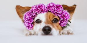 flower dog names