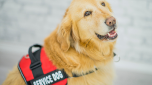 service dog consulting for businesses