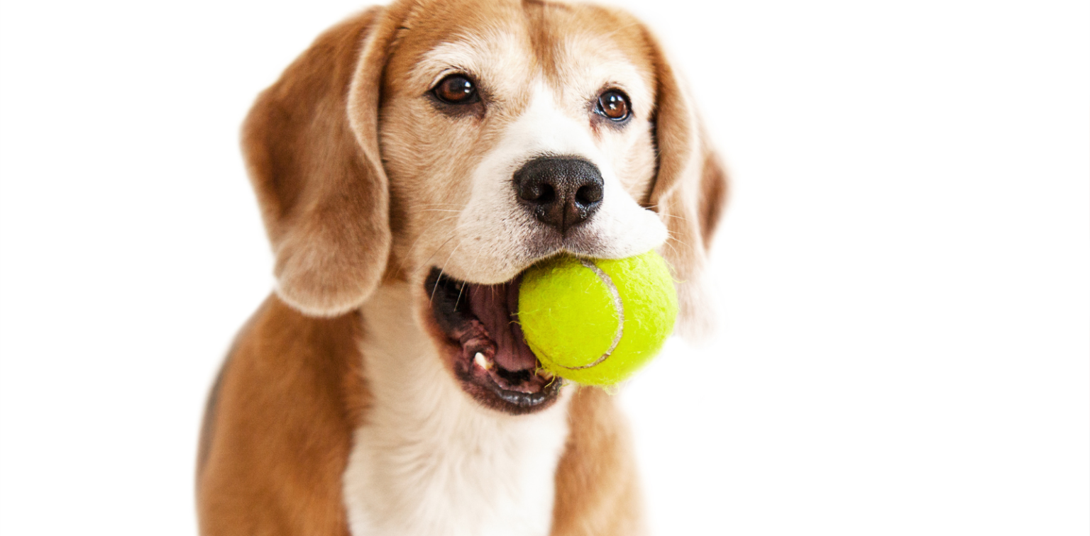 Training Your Dog to Release and Object - Alaska Dog Works