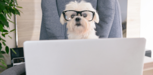 understanding how your dog learns