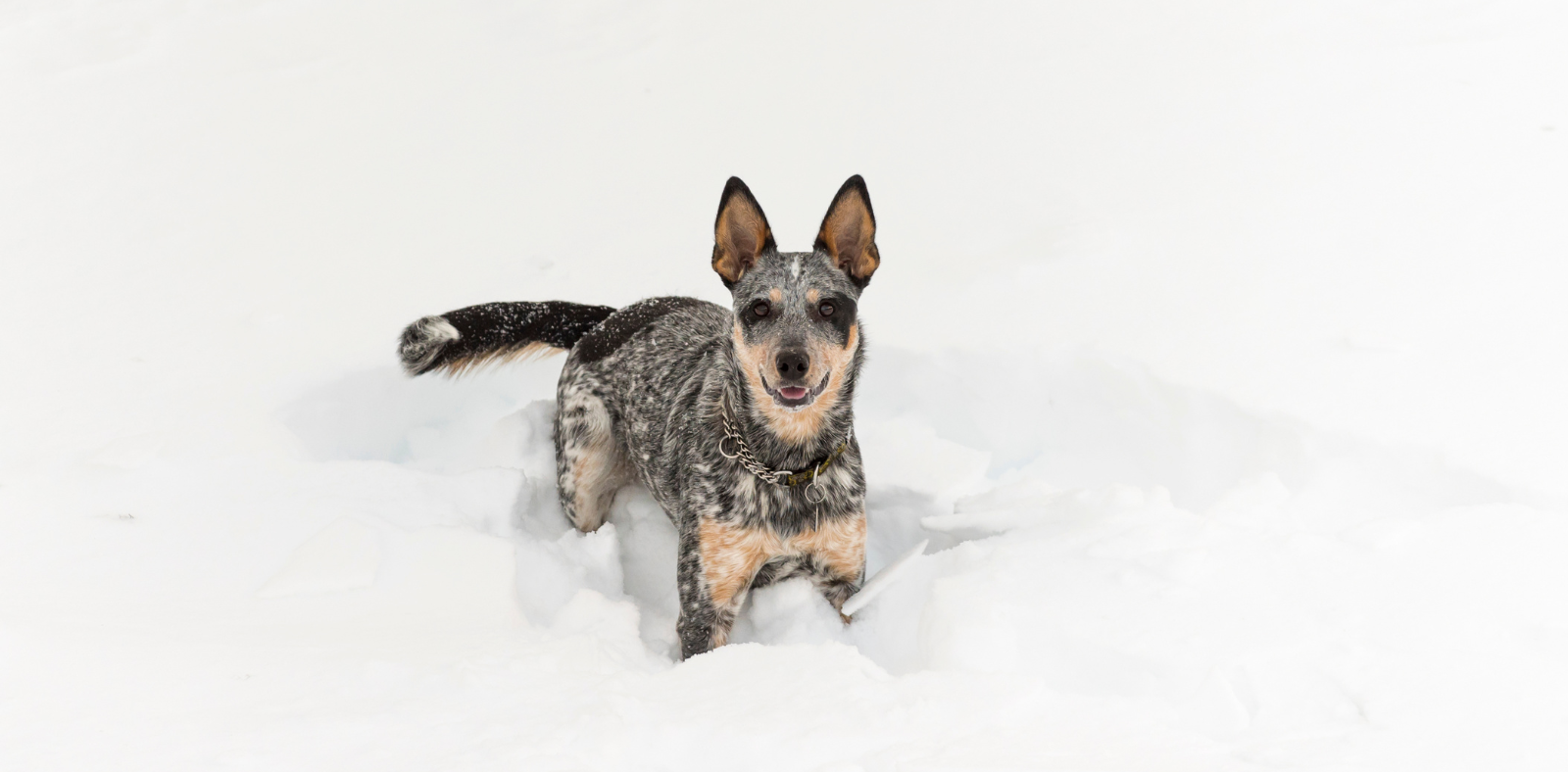 10 Winter Safety Tips for Dogs - Alaska Dog Works