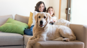 back to school and your dog