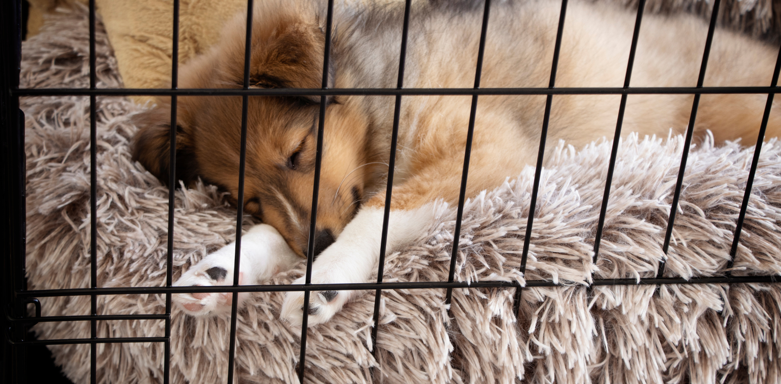 Crate Training Benefits: Why A Crate Is Great for You and Your Dog ...