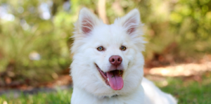 funny dog names
