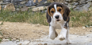 teach your dog to come
