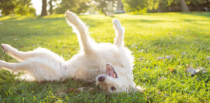 teach your dog to roll over